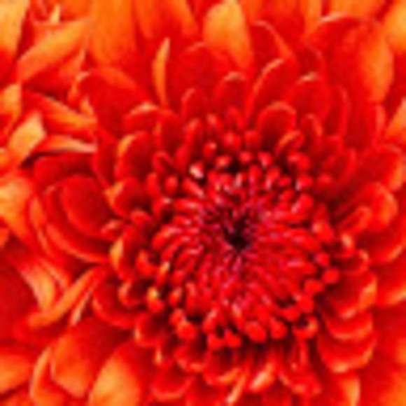 Meet your Posher, Audra - Picture 1 of 1